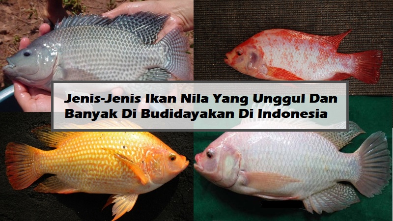 Jenis-Jenis Ikan Nila Yang Unggul Dan Banyak Di Budidayakan Di Indonesia