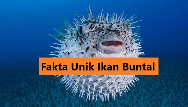 Fakta Unik Ikan Buntal