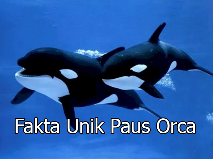 fakta unik paus orca