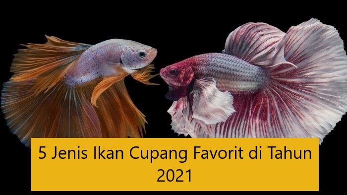 5 Jenis Ikan Cupang Favorit di Tahun 2021