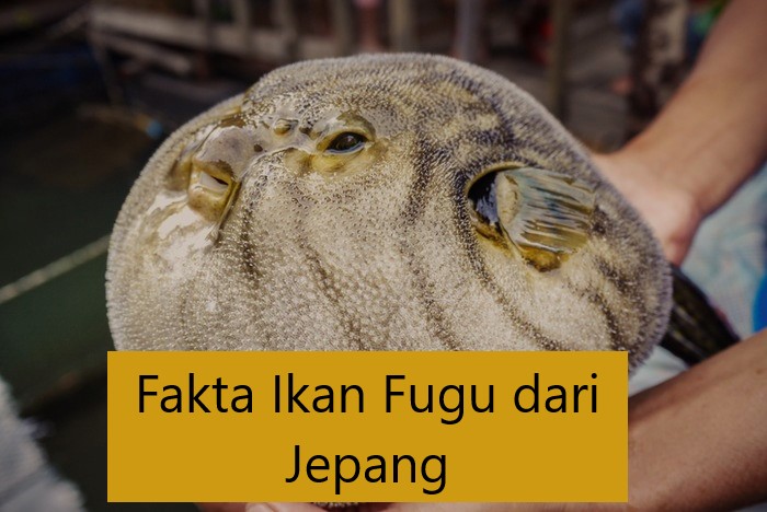 Fakta Ikan Fugu dari Jepang