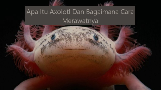 Apa Itu Axolotl Dan Bagaimana Cara Merawatnya