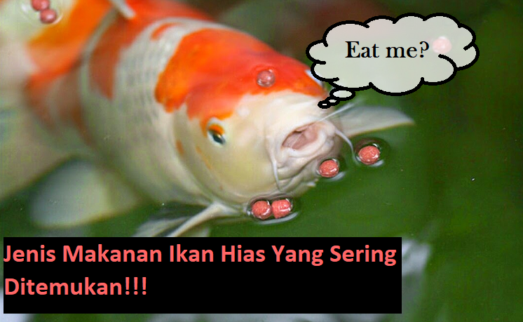 Jenis Makanan Ikan Hias Yang Sering Ditemukan!!!