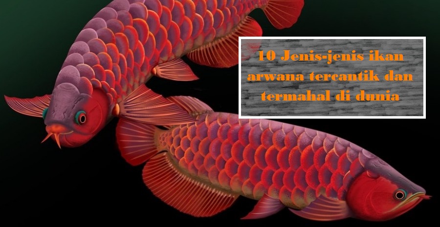 10 Jenis-jenis ikan arwana tercantik dan termahal di dunia