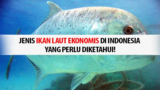 Ikan Laut Ekonomis