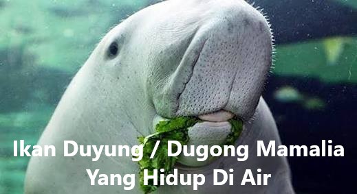 Ikan Duyung / Dugong Mamalia Yang Hidup Di Air