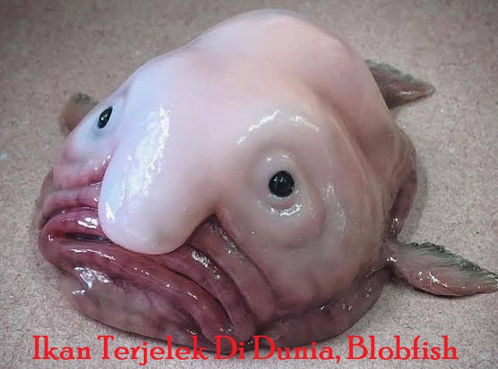 Ikan Terjelek Di Dunia, Blobfish