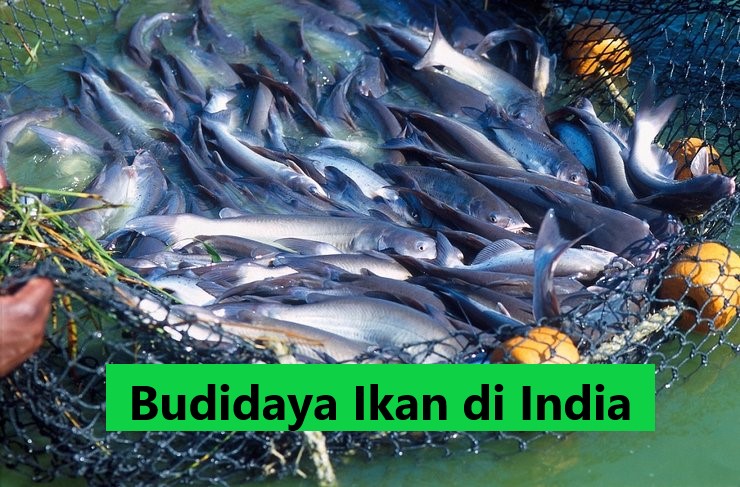 Budidaya Ikan di India