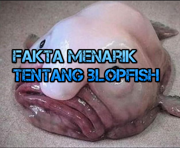 Fakta menarik tentang Blopfish